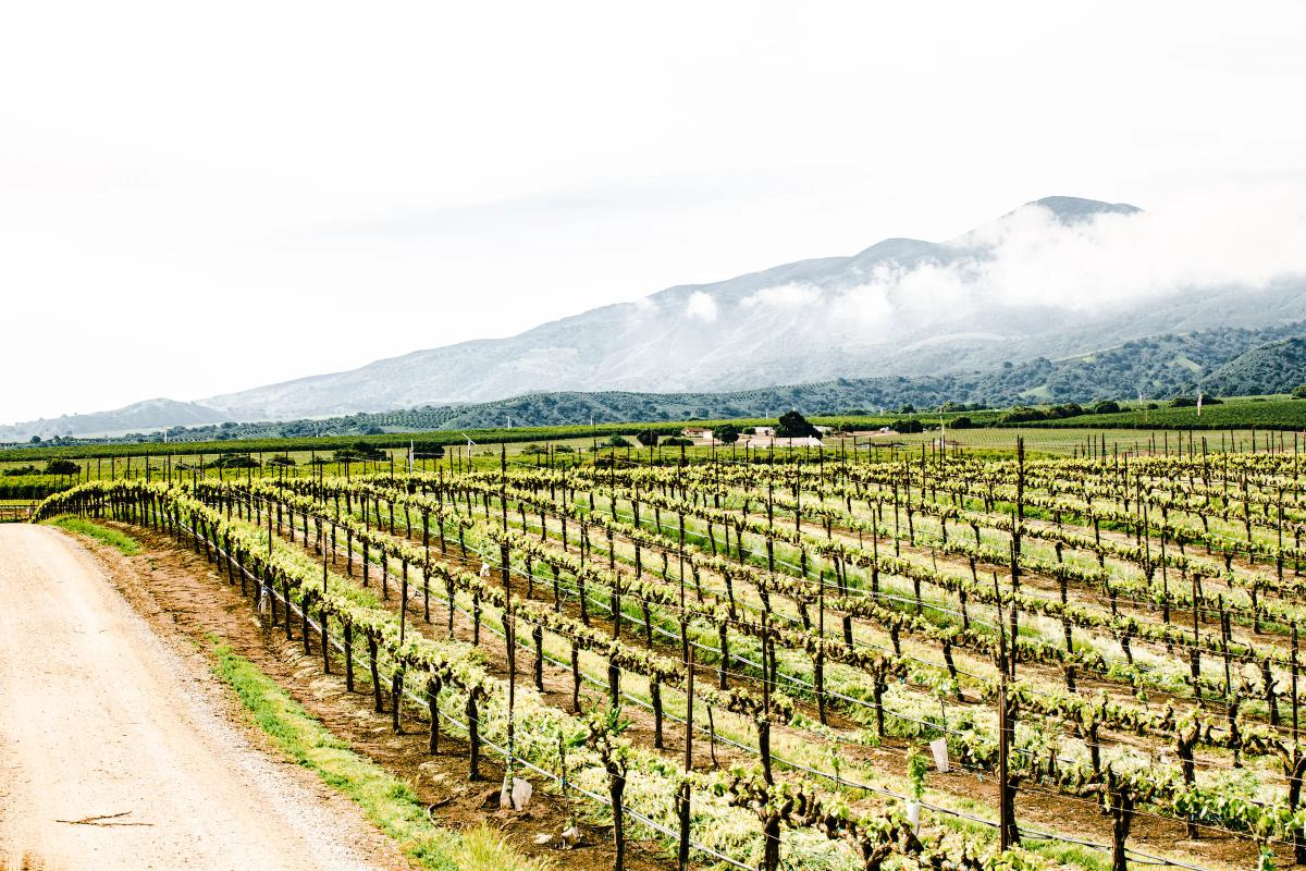 Pisoni Vineyards in Santa Lucia Highlands, Monterey County, California, bathed in golden light.