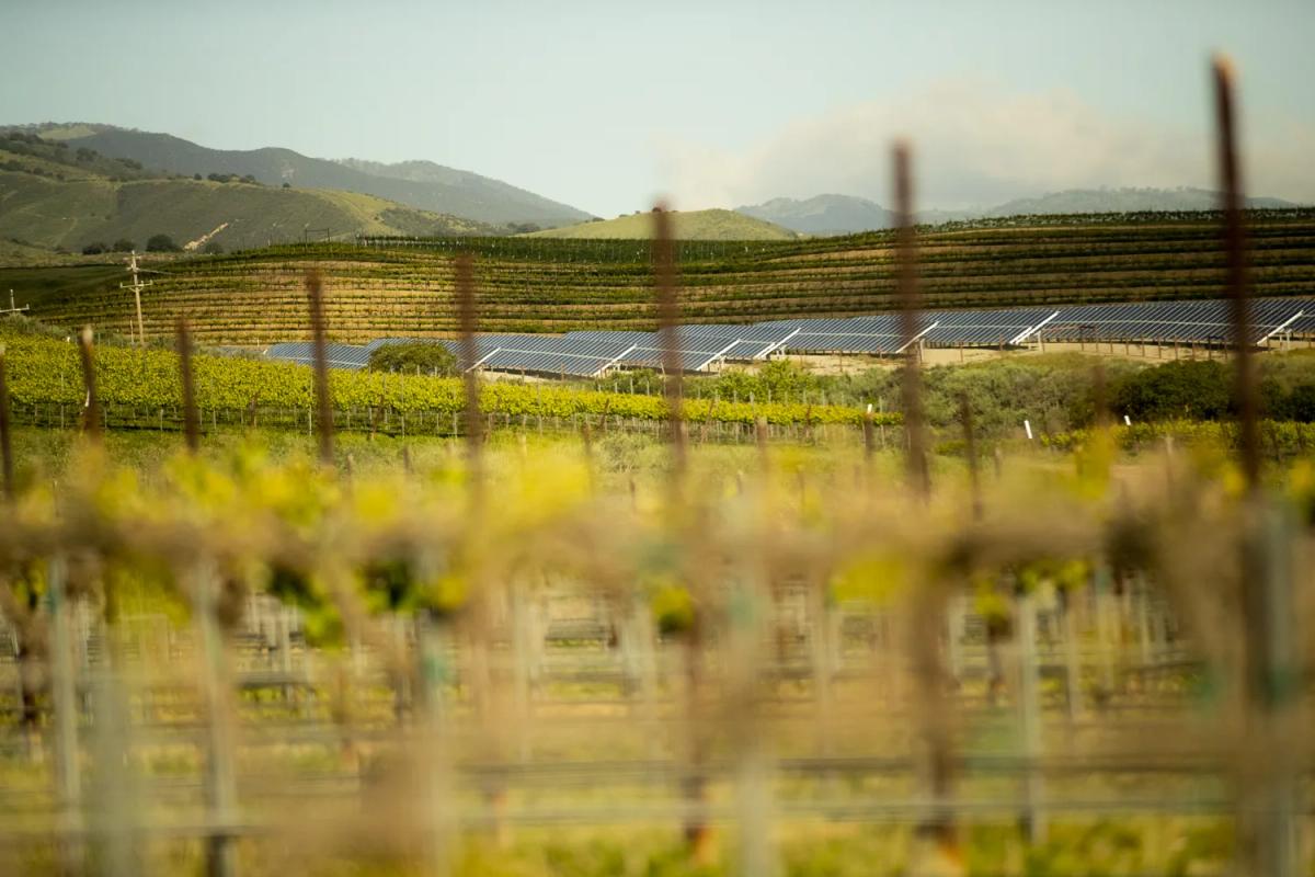 Santa Lucia Highlands vineyard with solar panels and rolling hills.
