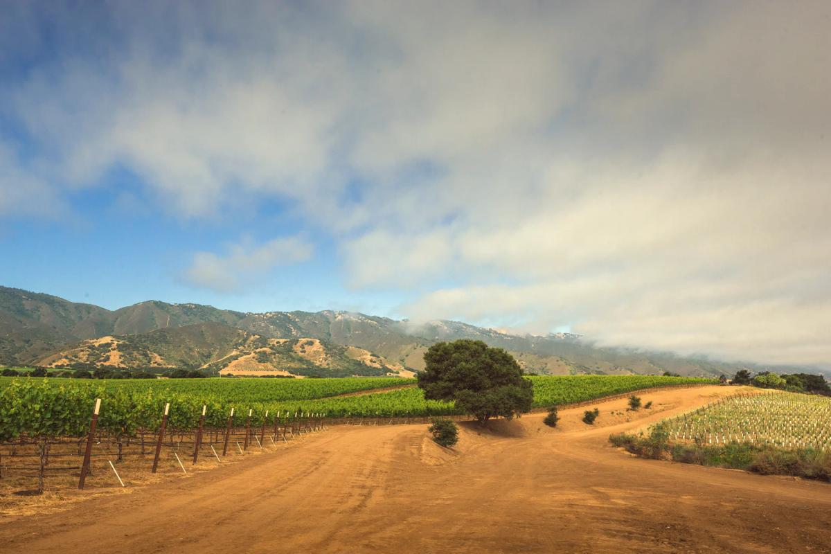 McIntyre Vineyards in Santa Lucia Highlands, Monterey County, California.