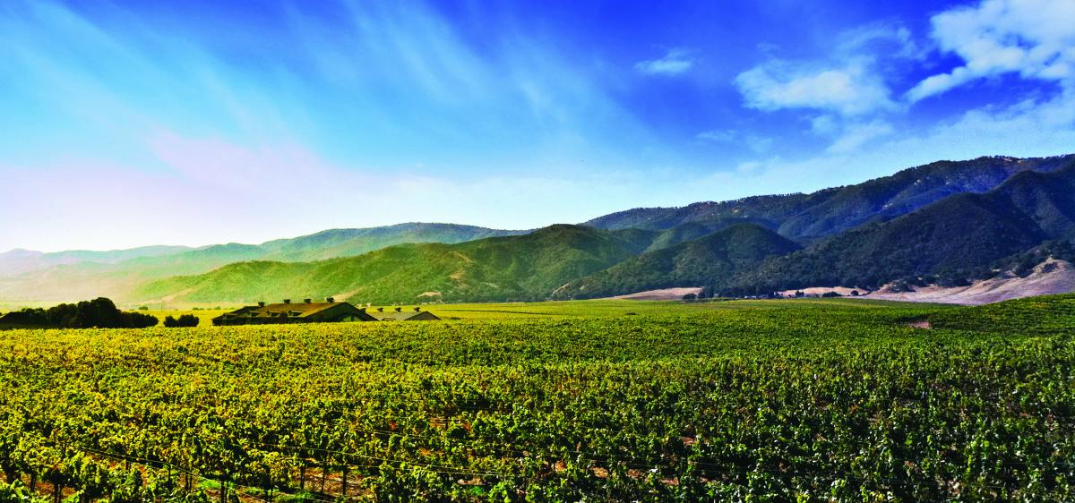 Sleepy Hollow Vineyard in Santa Lucia Highlands, Monterey County, California.