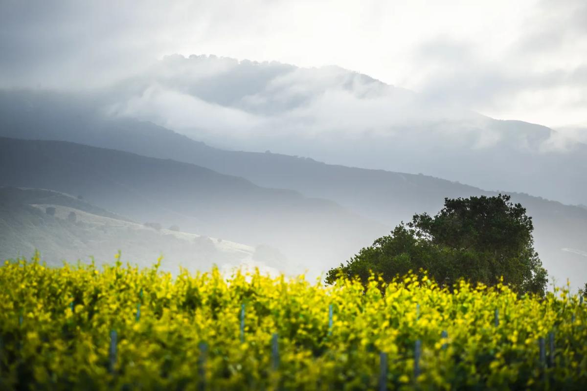 Misty mountains over lush vineyards in Santa Lucia Highlands, California.
