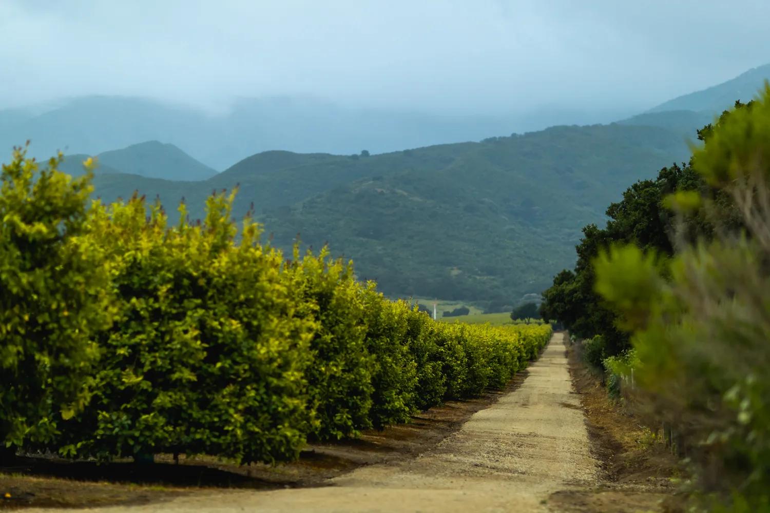 Dirt road through lush vineyards in Santa Lucia Highlands, Monterey County, California.