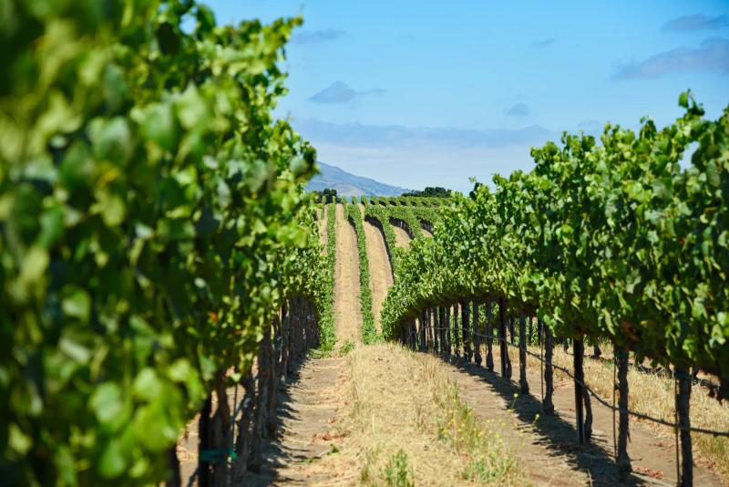 Rows of lush green grapevines stretch across a sunny hillside in the Santa Lucia Highlands, Monterey County.