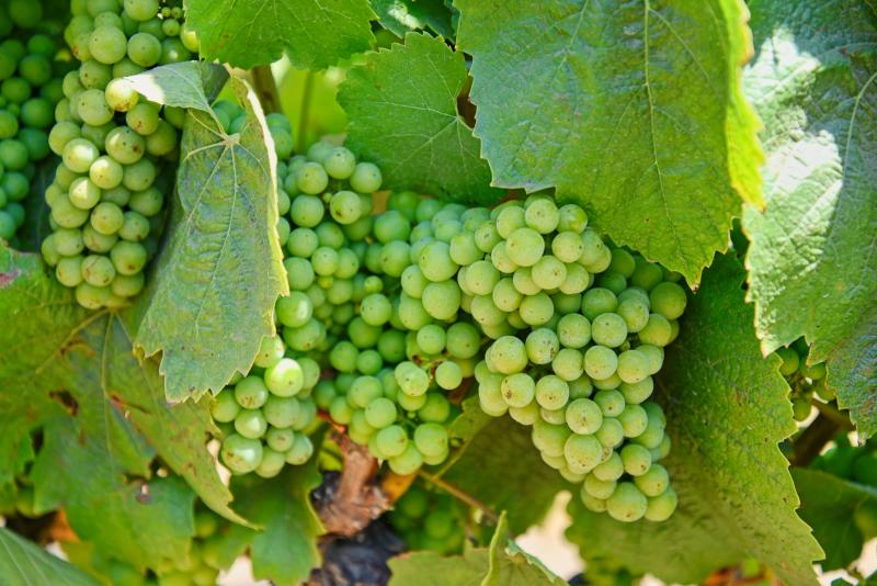 Green grapes on the vine at McIntyre Wines, Santa Lucia Highlands, Monterey County, California.