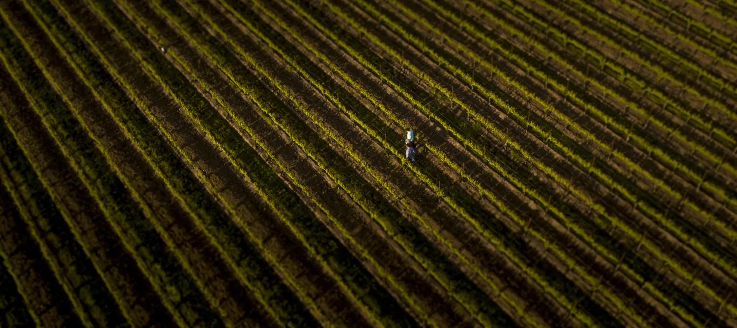 Aerial view of a lone figure tending rows of grapevines in the Santa Lucia Highlands during harvest.
