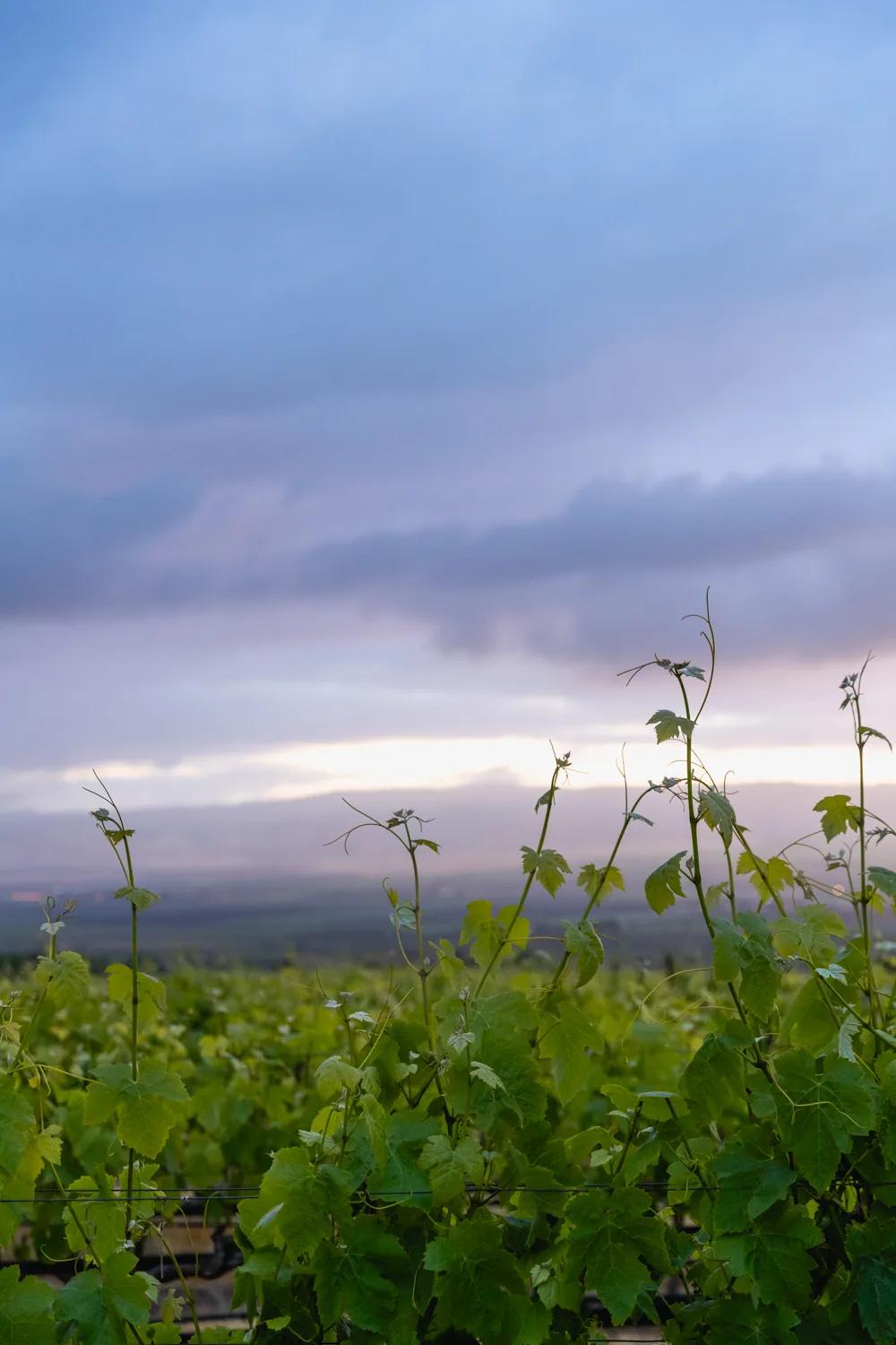 Santa Lucia Highlands vineyard at sunset with rolling hills and dramatic sky.