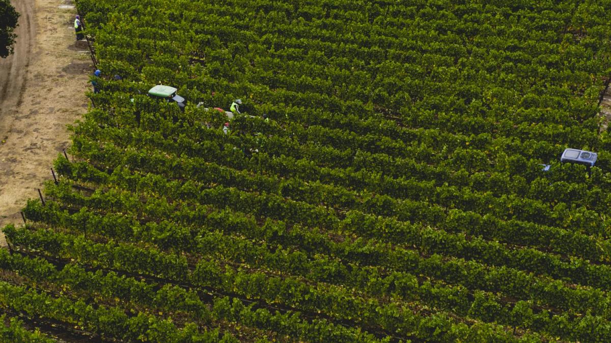 Aerial view of a tractor and workers harvesting grapes in a Santa Lucia Highlands vineyard.