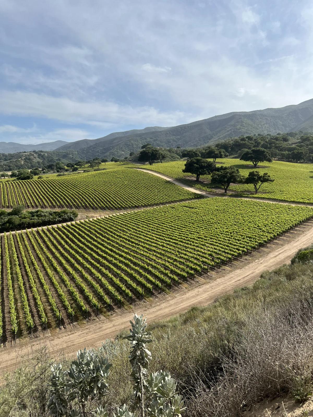Belle Glos Pinot Noir vineyard in Santa Lucia Highlands, Monterey County, California.
