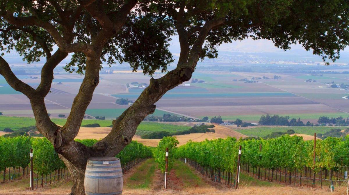 Hahn Vineyard in Santa Lucia Highlands, Monterey County, California, with oak tree and wine barrel.
