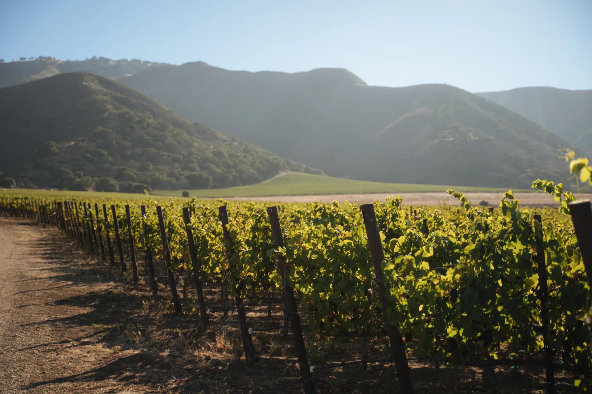 Morgan Winery Double L Vineyard rows in Santa Lucia Highlands, Monterey County, California.