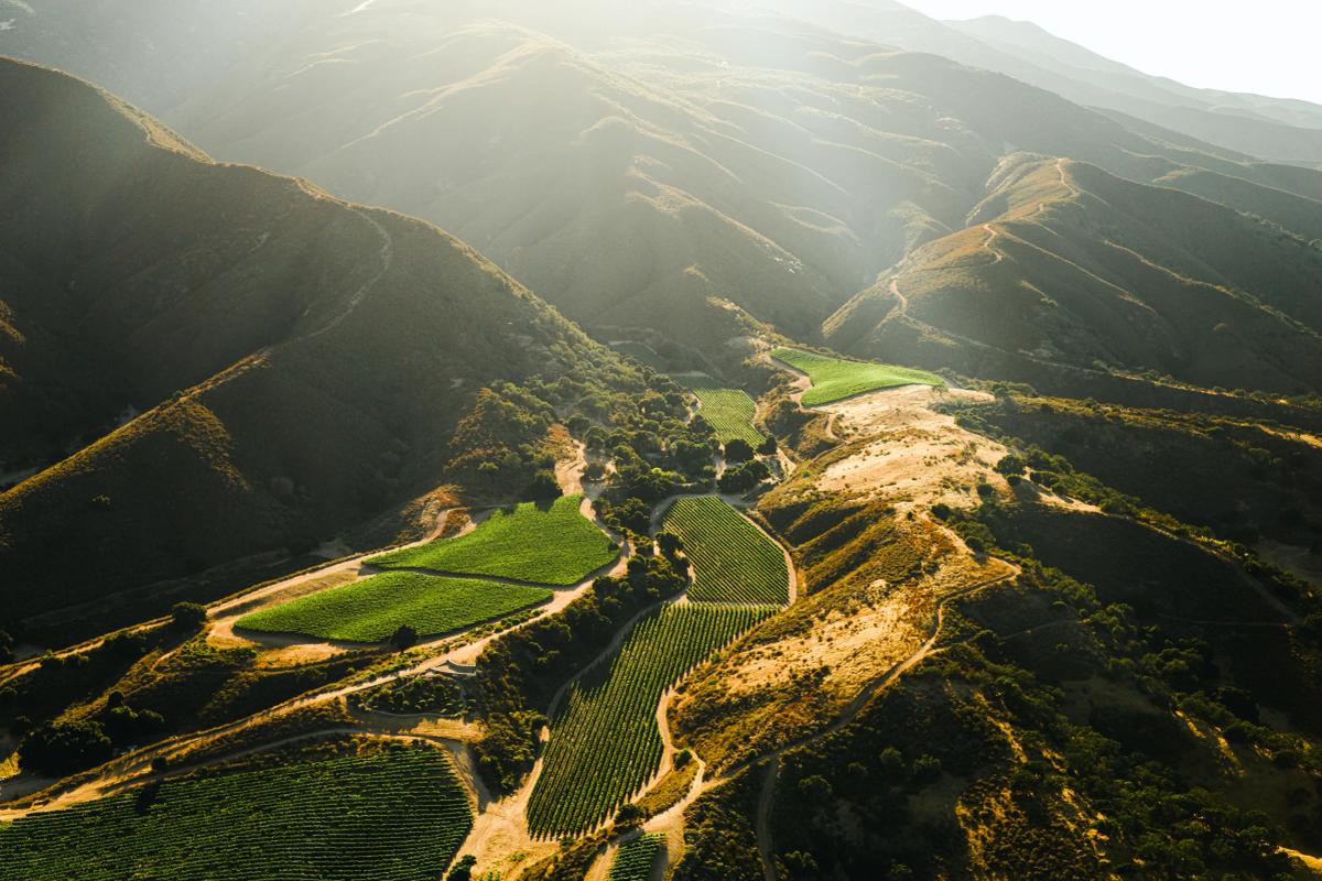 Pisoni Vineyards in Santa Lucia Highlands, Monterey County, California, bathed in golden light.