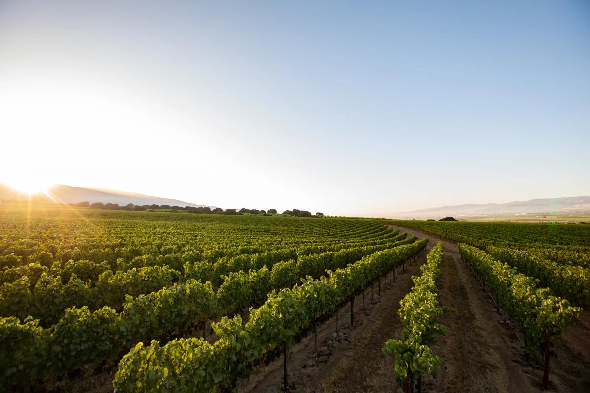 Garys Vineyard in Santa Lucia Highlands, Monterey County, California at sunrise.