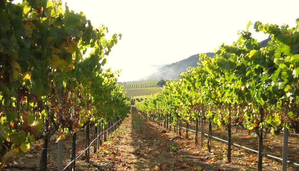 'Wind And Refrigerated Sunlight': Winemakers Talk About The Santa Lucia Highlands