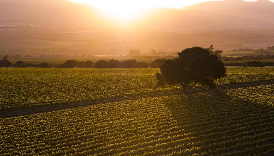 At the Tipping Point: The Santa Lucia Highlands