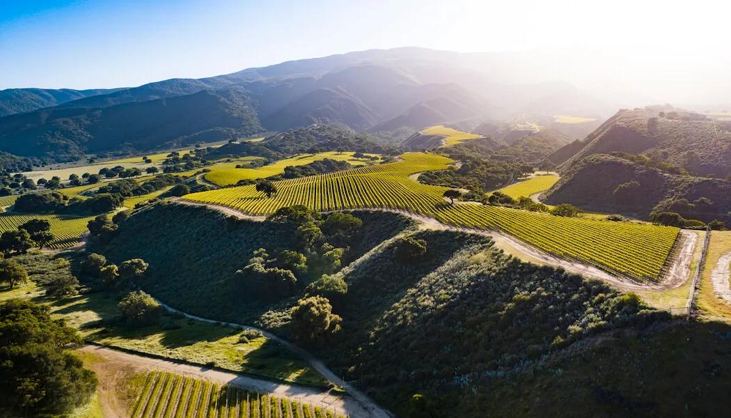 Rolling hills of vineyards in Santa Lucia Highlands, Monterey County, California.