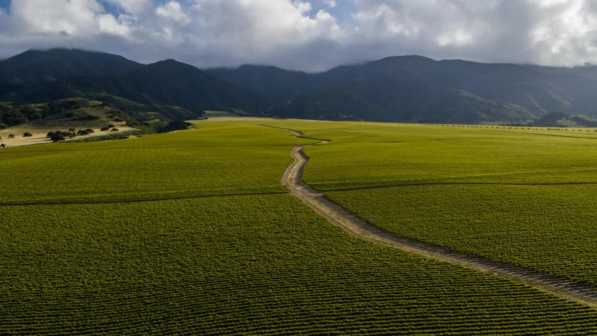 Expansive vineyard in Santa Lucia Highlands, Monterey County, California, with rolling hills and clouds.