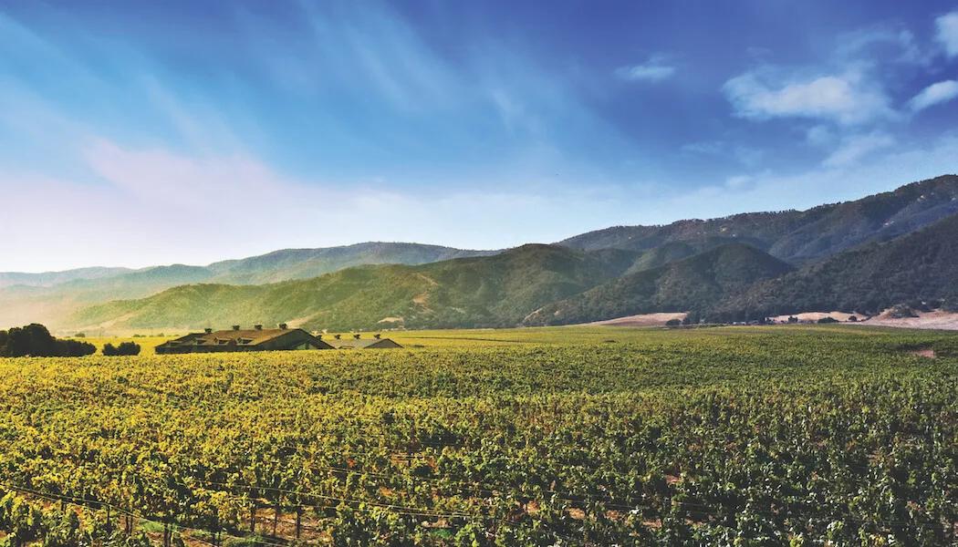 Sleepy Hollow Vineyard - Caretaking a Grand Cru Treasure