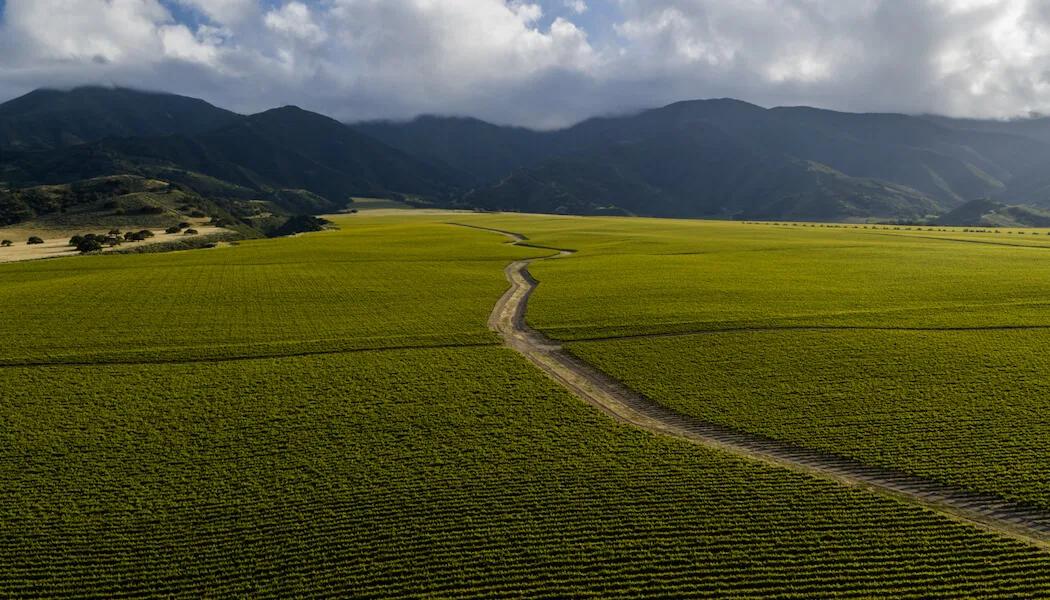 Wind Swept Vineyards of the Santa Lucia Highlands