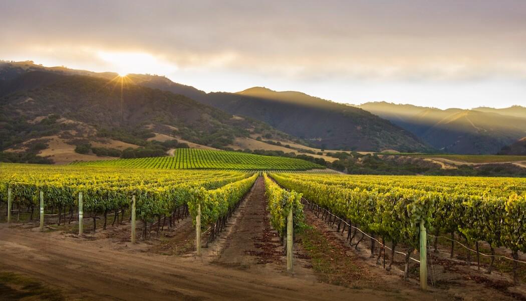 Santa Lucia Highlands vineyards at sunset, Monterey County, California.