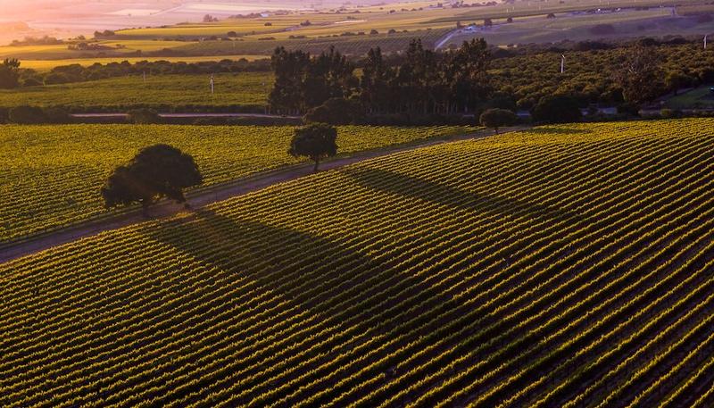 Rolling vineyards in Santa Lucia Highlands, Monterey County, California at sunset.