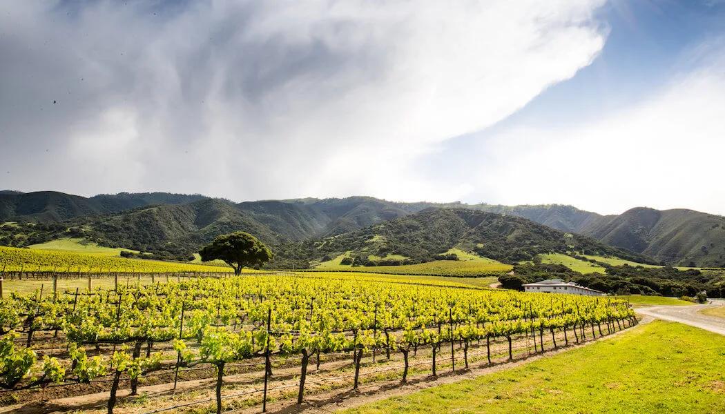 Smackdown Pinot Noir: Santa Maria Valley v. Santa Lucia Highlands