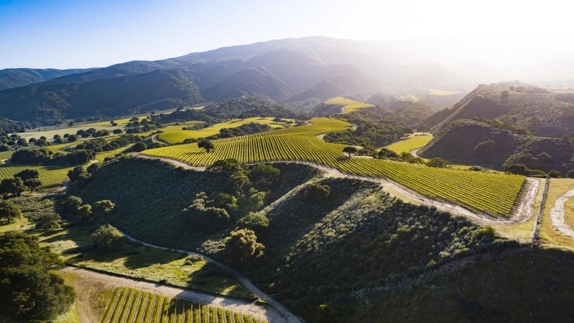 Rolling vineyards in Santa Lucia Highlands, Monterey County, California, bathed in sunlight.
