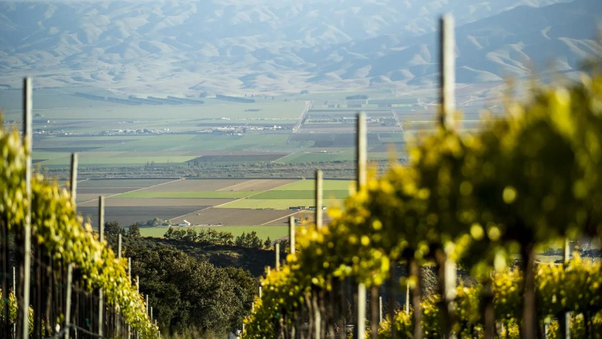Vineyards in Santa Lucia Highlands, Monterey County, California, with rolling hills in the background.
