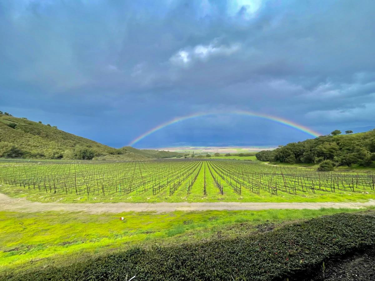 Santa Lucia Highlands vineyard with a rainbow over rolling hills under a stormy sky.