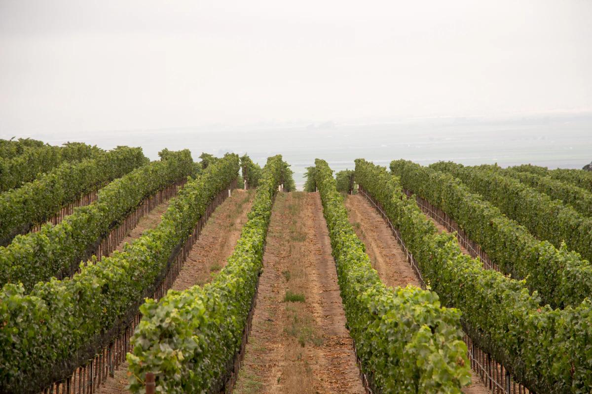 Rows of lush green vines stretch across the landscape at Escolles Vineyard in Santa Lucia Highlands, Monterey County.