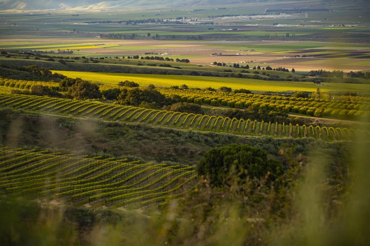 Rolling vineyards in the Santa Lucia Highlands, Monterey County, California, bathed in golden light.