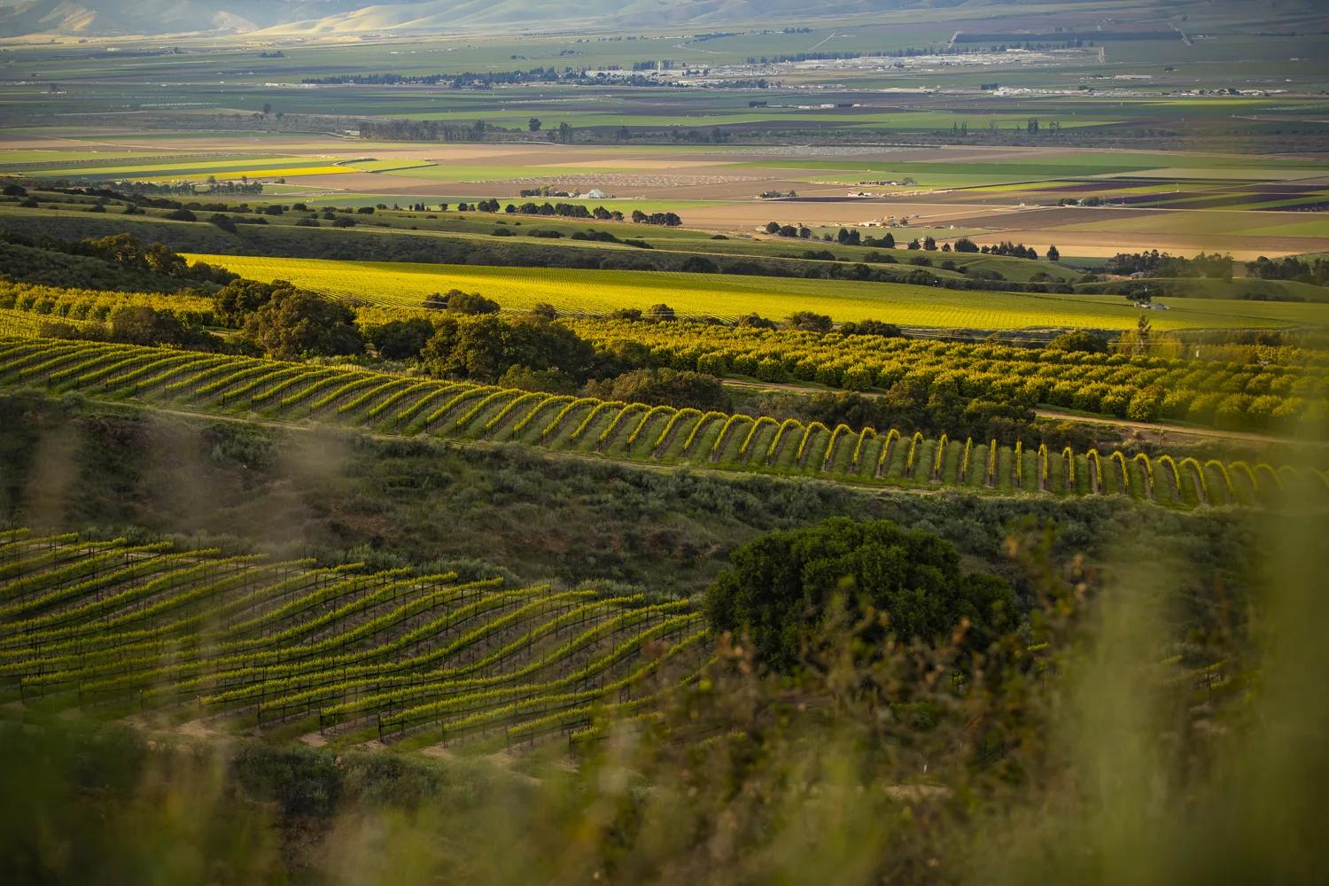 Rolling vineyards in the Santa Lucia Highlands, Monterey County, California, bathed in golden light.