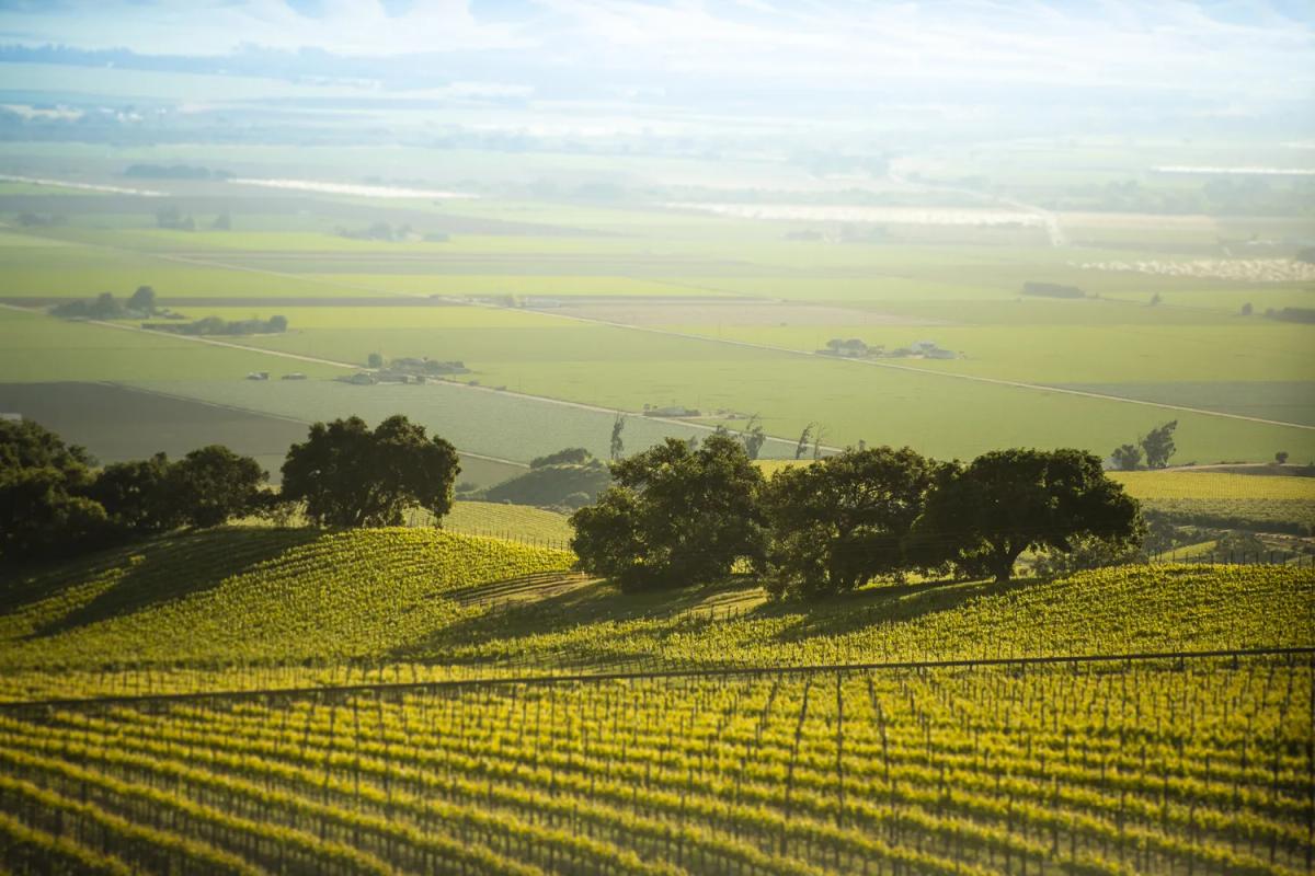 Santa Lucia Highlands vineyards in Monterey County, California, under a hazy sky.