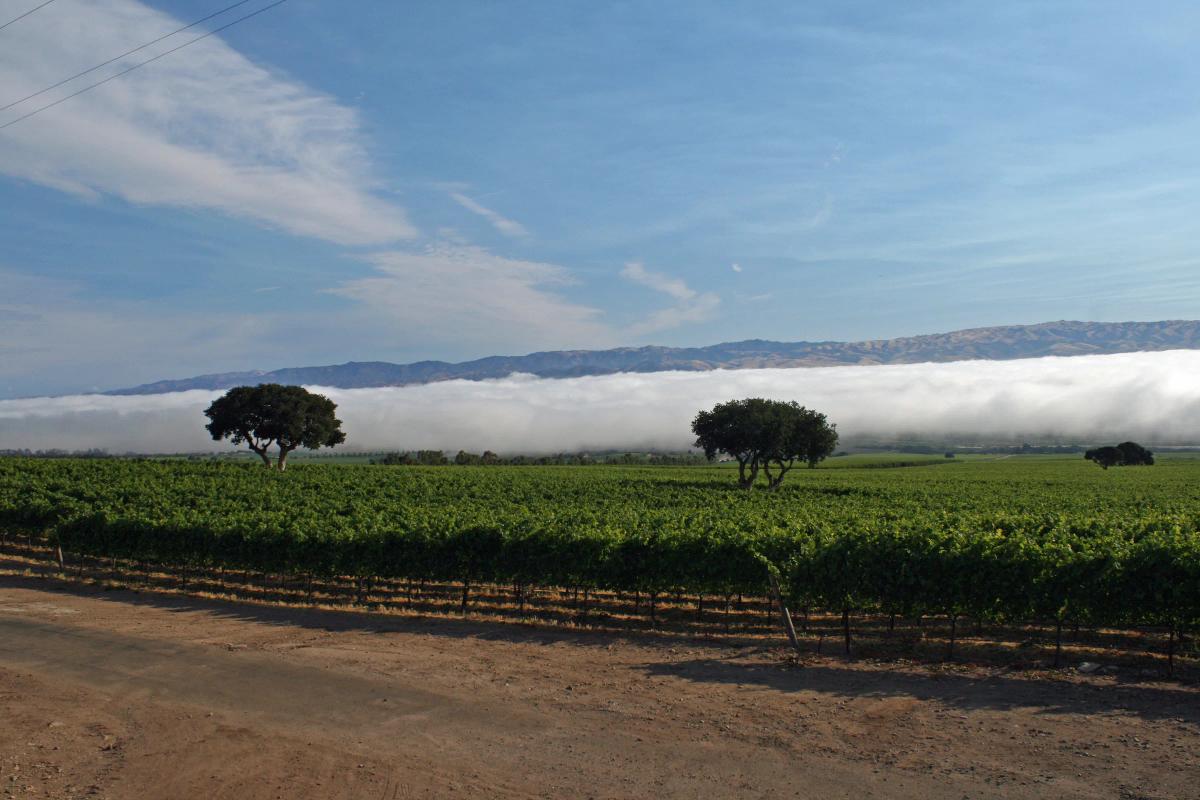 Boekenoogen Vineyard in Santa Lucia Highlands, Monterey County, CA, with fog rolling in.
