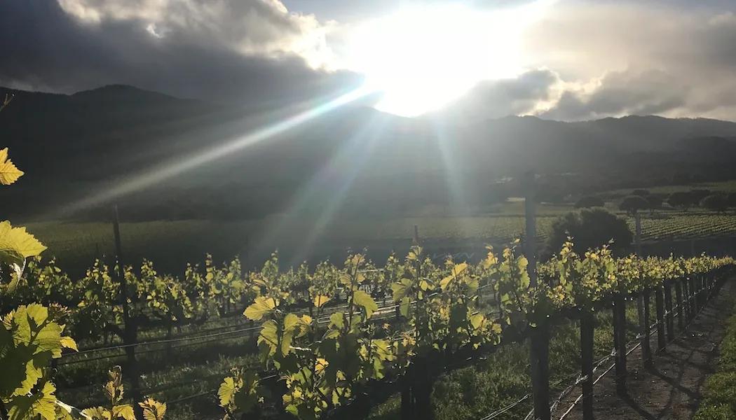 Apex Vineyard