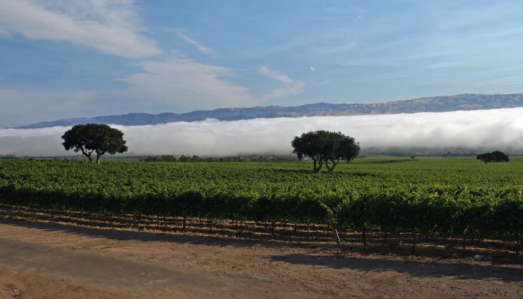 Boekenoogen Vineyards