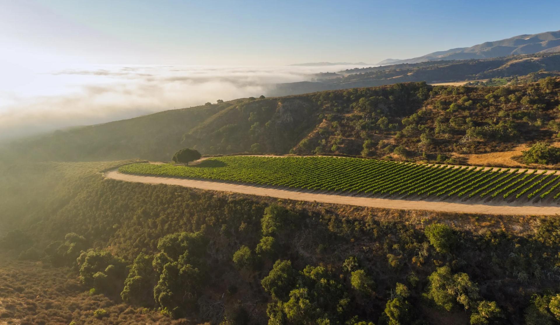 Sierra Mar Vineyard sits above 1100 feet elevation in the Santa Lucia Highlands, Monterey Wine Country.
