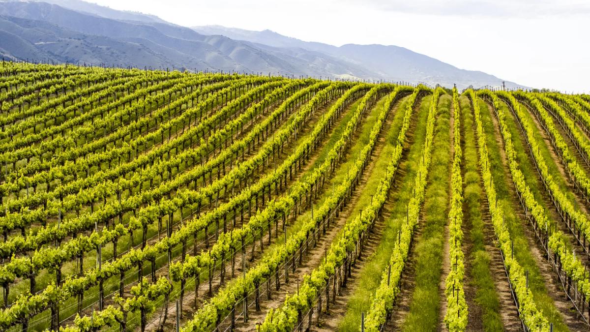 Rolling vineyards in the Santa Lucia Highlands, Monterey County, California.