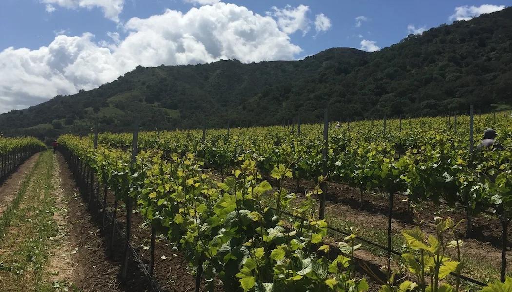 Canyon Spring Vineyard
