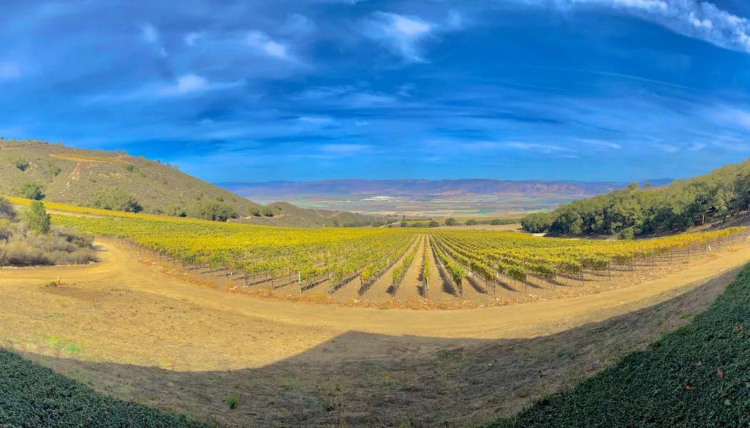 Cortada Alta Vineyard
