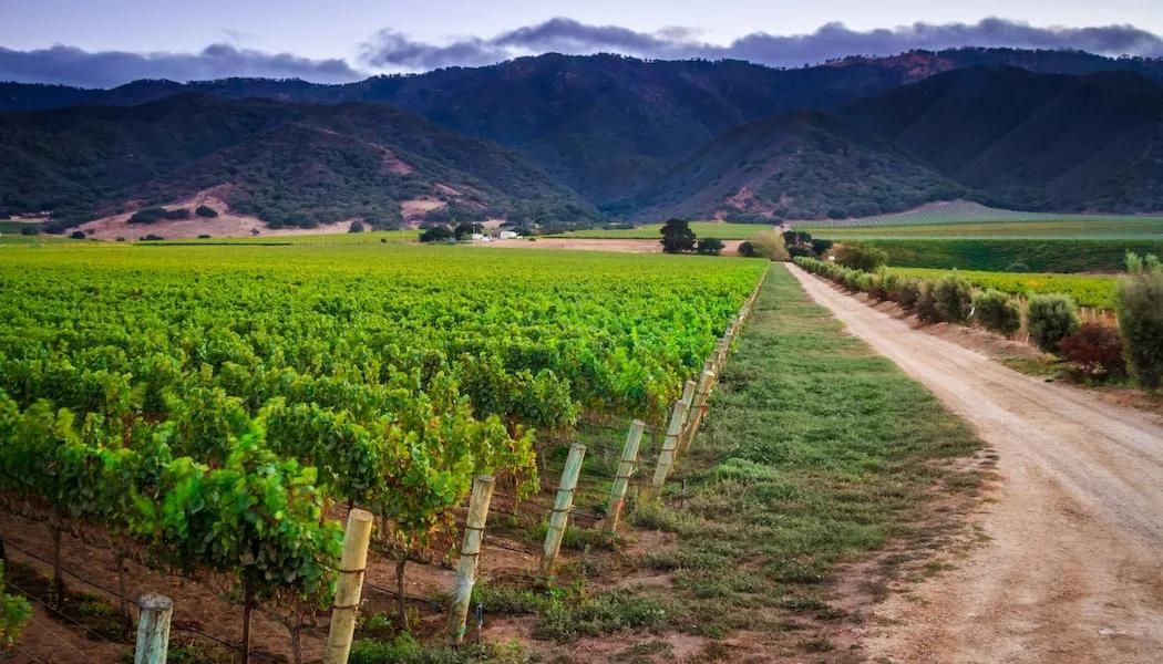 Double L Vineyard
