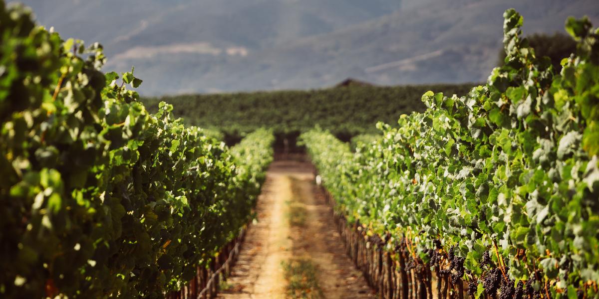 J. Lohr Winery Tasting Room in Paso Robles, California.