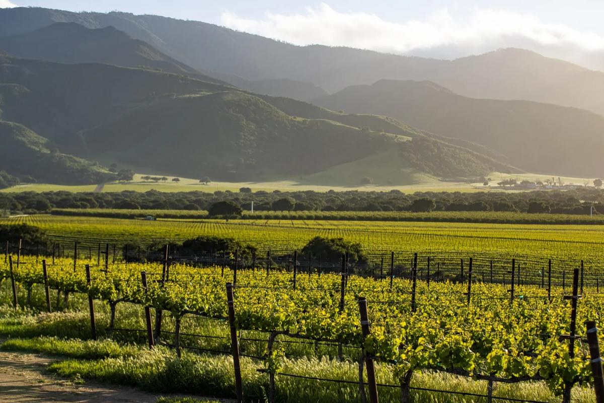 Santa Lucia Highlands vineyards at sunrise, Monterey County, California.