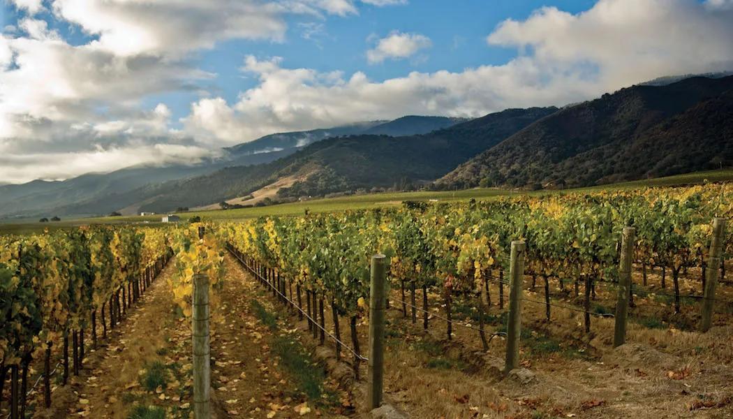 Eden Vista Vineyard