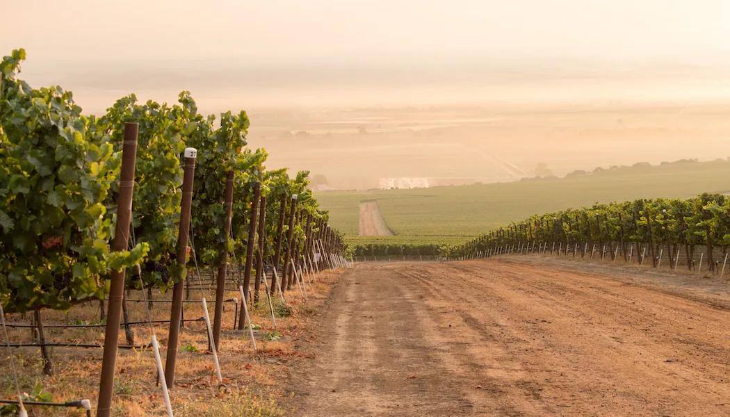 Escolle Vineyard