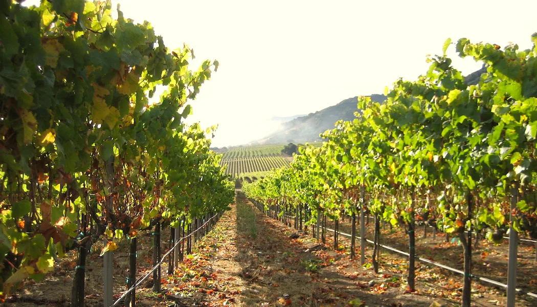Fogstone Vineyard