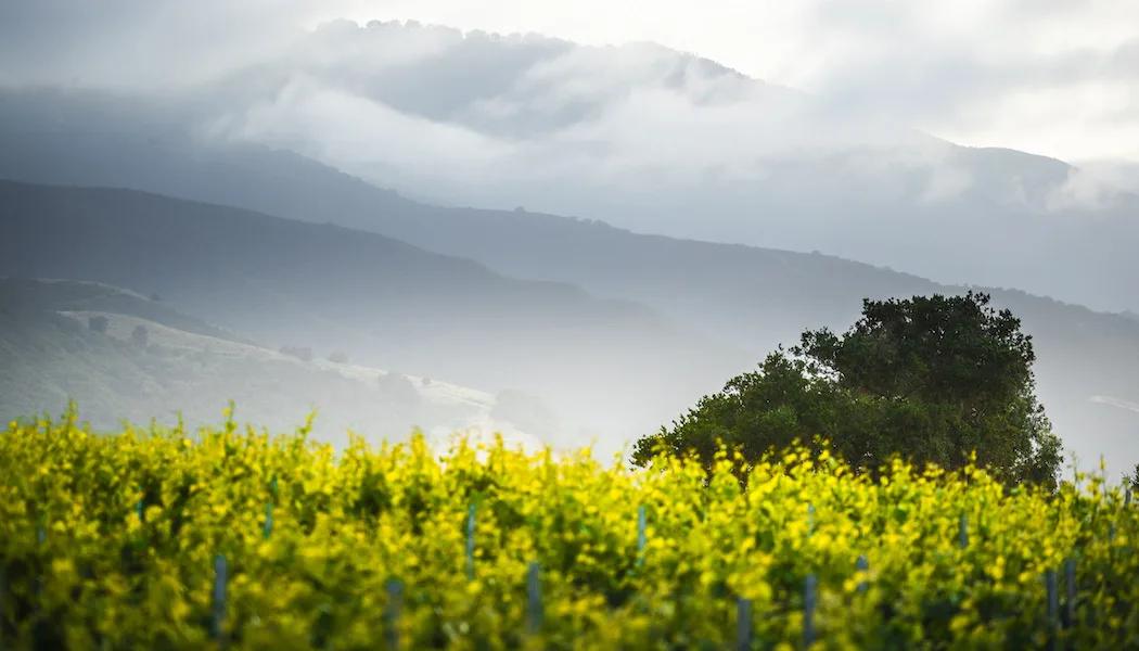 Highlands Ranch Vineyard