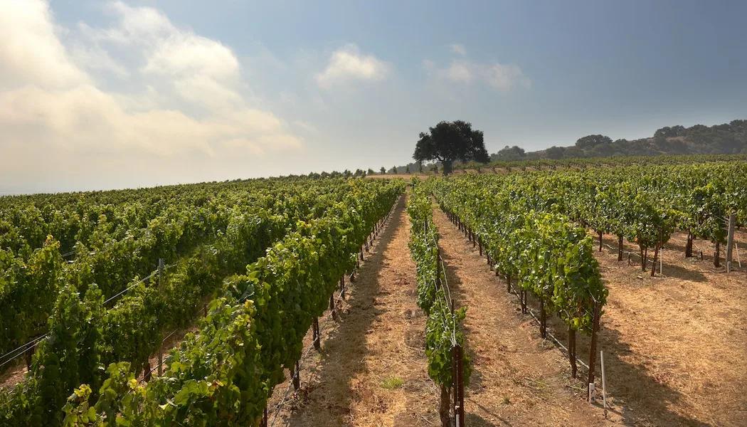 Hook Vineyard
