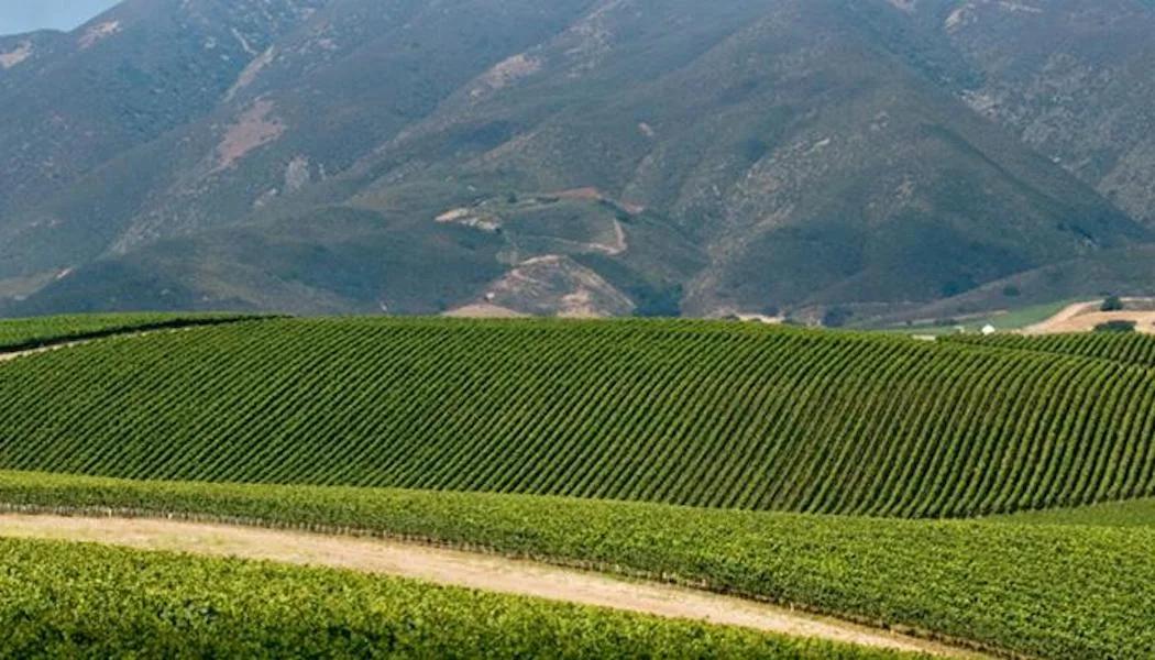 Kitewinder Vineyard