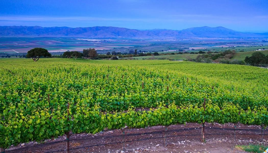 KW Ranch Vineyard