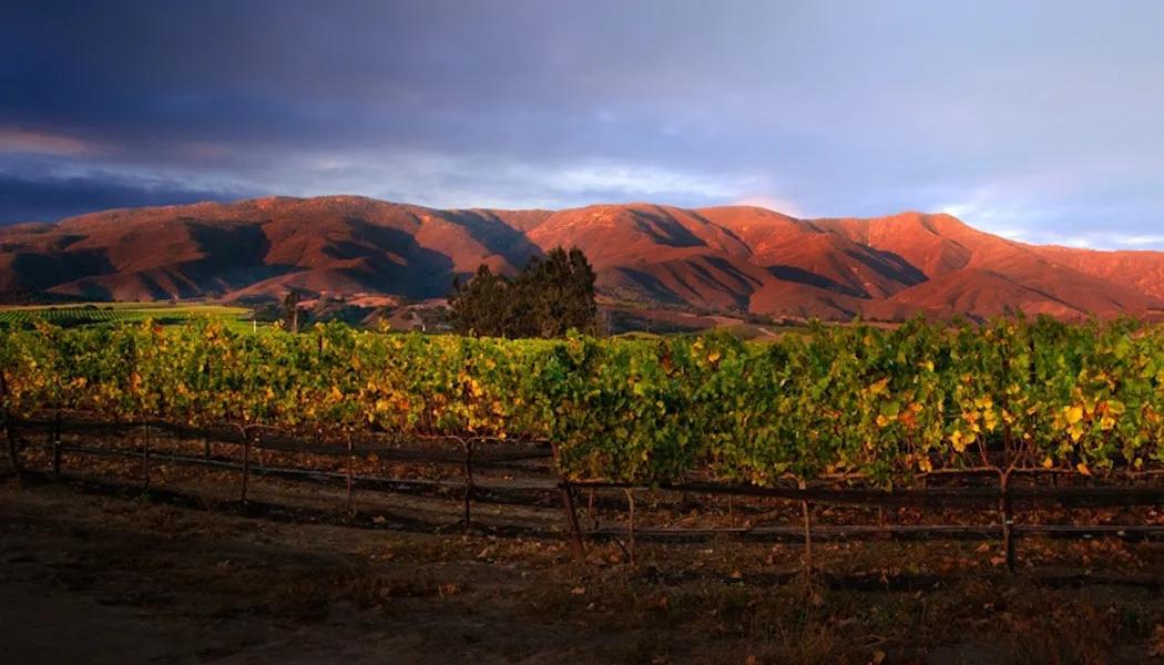 Lemoravo Vineyard